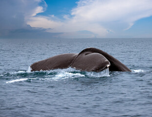 Magnificent closeup of humpback whale fluke off the coast of Luanda, Angola, West Africa © Luis