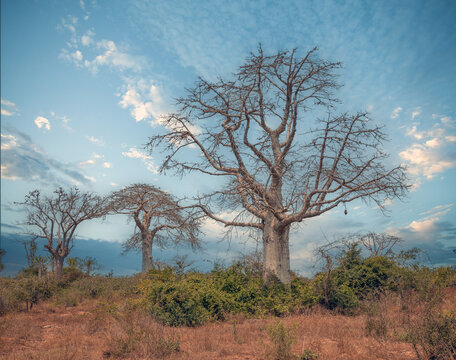 Fascinating giant species of babobab trees (Adansonia digitata, embondeiro or imbondeiro), Luanda, Angola