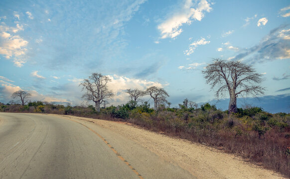 Babobab trees (Adansonia digitata, embondeiro or imbondeiro) lining the road from Luanda to Mussulo, Angola
