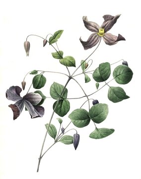 Italian Wood Vine, Clematis viticella, Digitally prepared reproduction of a watercolour drawing from 1827