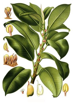 Medicinal plant, gum tree (Urostigma elasticum), Historical, digitally restored reproduction from an 18th century original