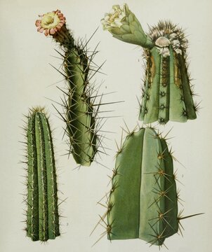 1. cephalocereus brooksianus, 2. cephalocereus catingicola, 3. cephalocereus phaeacanthus, 4. leptocereus assurgens, cactus, cacti, digitally restored reproduction of an original from the 19th century, exact original date not known