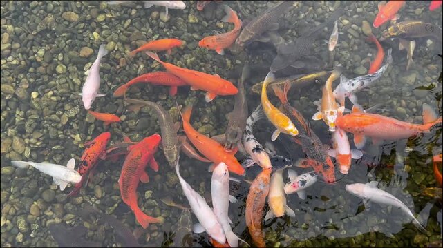 Colorful koi fish swimming in a clear pond with pebble bottom