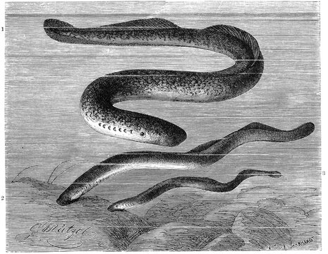 Fish, 1. sea lamprey (Petromyzon marinus), sea lamprey, is a species of lamprey, 2. river lamprey, river lamprey, Petromyzon fluviatilis, 3. sand lamprey, brook lamprey, Petromyzon planeri, Historical, digitally restored reproduction from a 19th century original