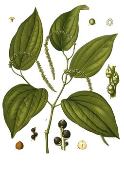 Medicinal plant, pepper bush, also black pepper (Piper nigrum) or pepper for short, Historical, digitally restored reproduction from a 19th century original