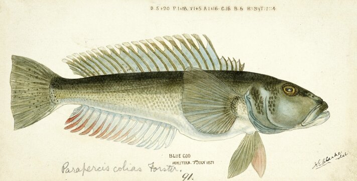 Blue cod, blue sand bass, Parapercis colias, blue cod, fish, reproduction of an original, by Frank Edward Clarke (b. 1849, d. 1899), ichthyologist and scientific draughtsman