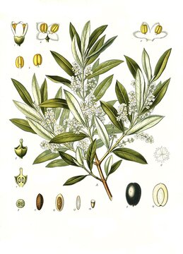 Medicinal plant, Olive tree (Olea europaea), Real olive tree, Historical, digitally restored reproduction from a 19th century original