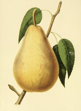 Pear of the variety The Van Mons Leon General Leclerc Pear, The Van Mons L&eacute;on Leclerc is a pear variety bred by the apothecary and scientist Jean-Baptiste Van Mons and the French pomologist L&eacute;on Leclerc, Digitally prepared reproduction of a watercolour drawing from 1827