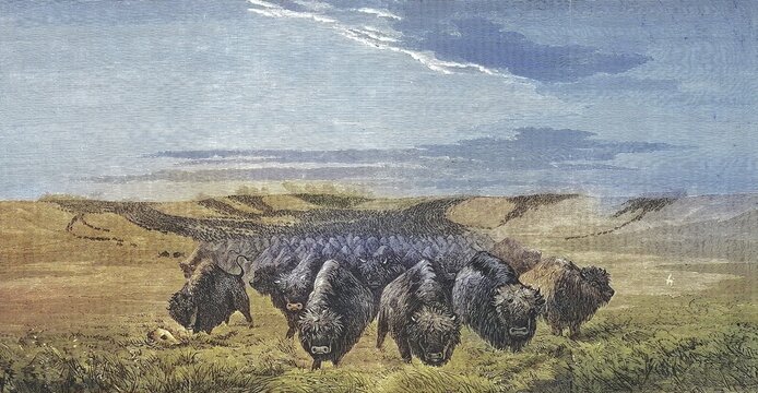 Large herd of bison on the Missouri prairie, 1869, America, Historic, digitally restored reproduction of an original 19th century painting, exact original date unknown