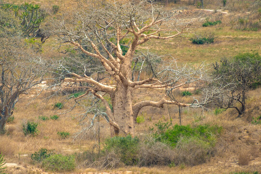 Resilient babobab tree (Adansonia digitata, embondeiro or imbondeiro) surviving in the dry lunar landscapes of the coastal cliffs of Saba, Luanda, Angola