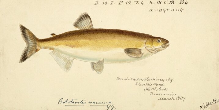 Australian grayling, Prototroctes maraena, Australian grayling, fish, reproduction of an original, by Frank Edward Clarke (b. 1849, d. 1899), ichthyologist and scientific draughtsman