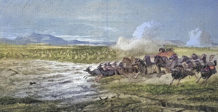 Herds of wild animals on the plains of Vaal River, zebra, antelope and wildebeest fleeing from hunters, 1868, South Africa, Historical, digitally restored reproduction of an original 19th-century print, exact original date unknown