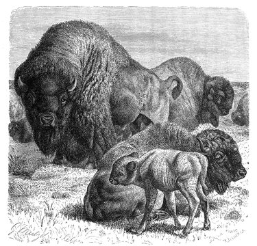 Bison, Bos americanus, wild cattle common in the northern hemisphere, Historical, digitally restored reproduction from an 18th century original