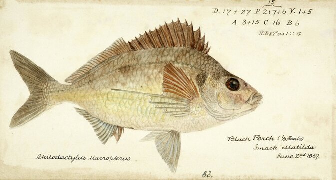 Deep sea perch, Nemadactylus macropterus, the tarakihi, jackass morwong or deep sea perch, fish, reproduction of an original, by Frank Edward Clarke (b. 1849, d. 1899), ichthyologist and scientific draughtsman