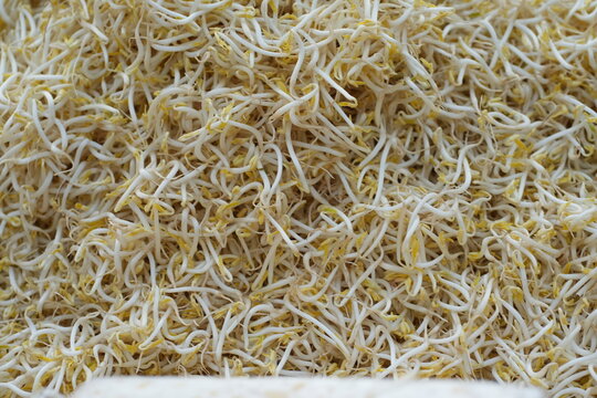 A top-down, close-up photograph of a large pile of fresh, raw mung bean sprouts. The frame is densely filled with the organic texture of crisp white shoots and yellow tips, creatin
