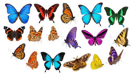 Collection of diverse butterflies and moths isolated on transparent background © PNG Studio 99