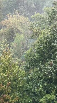 A rainstorm with strong winds is drenching the trees. A natural anomaly. The trees are swaying in the gusts of wind. Weather forecast