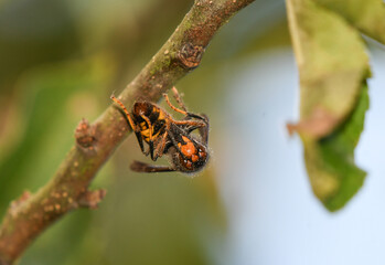 Close-up of an Asian wasp feeding on a *Pyronia tithonus* butterfly. © roberto