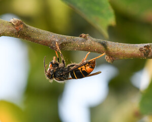 Close-up of an Asian hornet preparing prey on a branch. © roberto