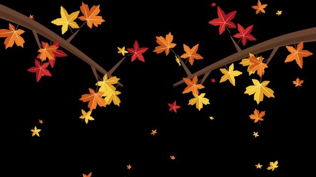 Colorful animated autumn maple leaves falling from tree branches with alpha channel for seasonal design projects