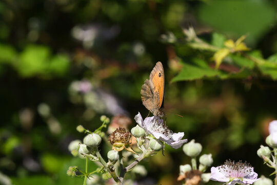 Close-up of a *Pyronia tithonus* butterfly on a blackberry flower.