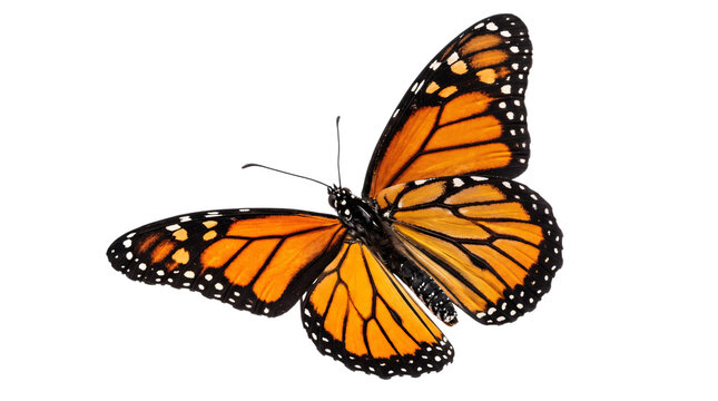 Monarch butterfly with orange and black isolated on transparent background