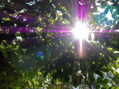 Sunburst Through Green Leaves with Lens Flare