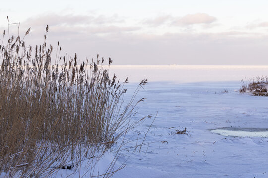 A tranquil winter landscape showing a snow-covered shore and a frozen lake framed by tall dry reeds, soft pastel sky and a quiet, cold atmosphere suited for seasonal nature and solitude themes