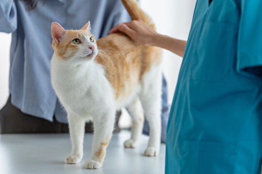 cat undergoes a health check by a veterinarian in a vet clinic