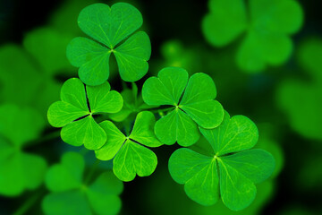 Macro top view of vibrant green clover leaves capturing Saint Patricks day natural scenery with soft focus bokeh. © Vita Monart