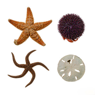 Starfish urchin brittle star and sand dollar echinoderm collection