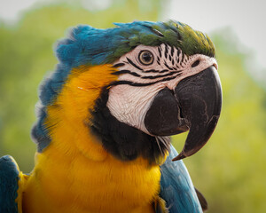 A close-up photograph capturing the head and upper chest of a vibrant Blue-and-yellow Macaw, looking to the side, 06 October 2026 Indonesia © Adi