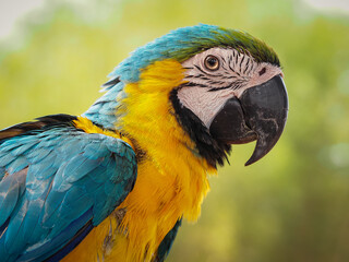 A close-up photograph capturing the head and upper chest of a vibrant Blue-and-yellow Macaw, looking to the side, 06 October 2026 Indonesia © Adi