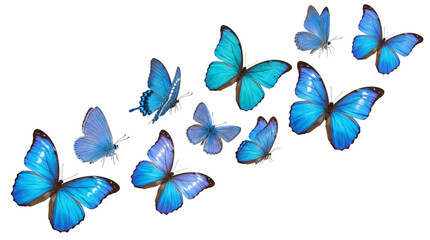 Collection of vibrant blue butterflies in various poses on isolated on transparent background © PNG Studio 99