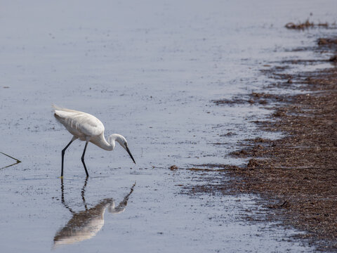 A serene series of photos capturing a little egret Egretta garzetta wading and foraging in calm, shallow waters along a shoreline.