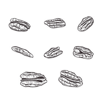 Set of pecan nuts in shells and kernels vector isolated illustration in graphic style. Healthy snack clip art etching drawing for pecan pie bakery labels, nut oil packaging, and autumn harvest menus.
