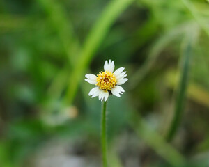 Selective focus on a coatbuttons flower with white petals and a bright yellow center, set against a blurred green field background. © siddiqysdigitalhub