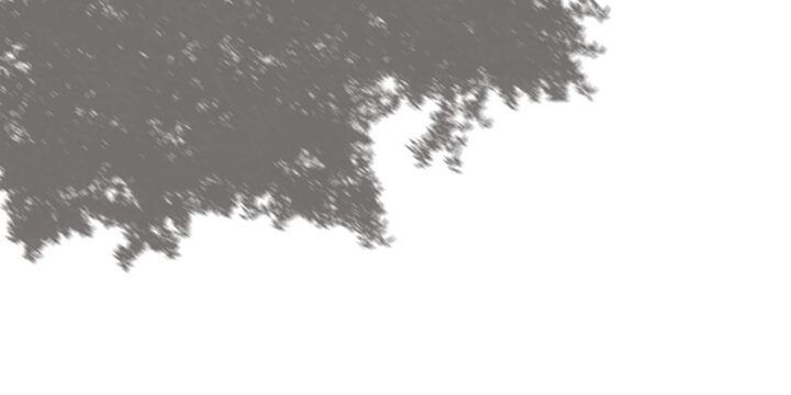 Soft, natural shadow of tree leaves cast on a white background, perfect for overlaying on designs or photos for a realistic lighting effect.