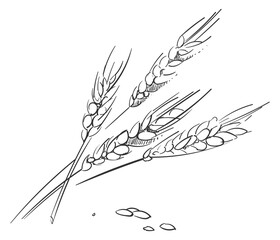 Fototapeta premium Crop ears sketch. Farm plant hand drawing