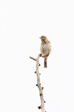 A tree pipit (Anthus trivialis) perched at the top of a tree branch.