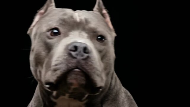 pocket pitbull dog close up isolated on black background video