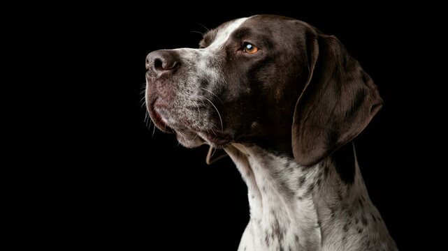 pointer dog close up changing angle isolated on black background video