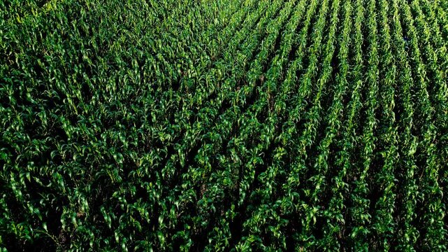 A top-down drone view captures a tightly packed pattern of leafy green tree crowns arranged in long, orderly rows, with patches of sunlight and shadow across the canopy. The cultivated landscape is fi
