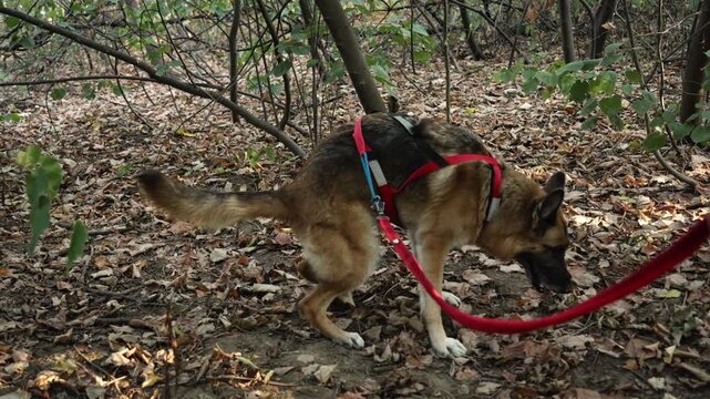 German Shepherd defecates on the forest floor and then covers the spot with its paws. Shows natural dog behavior, hygiene, instinct and outdoor routine.