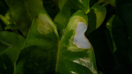 Closeup of variegated philodendron burle marx leaf with white blotch and mottled pattern green surface showing chlorosis symptom and sunburn spot in garden. © ELZ99