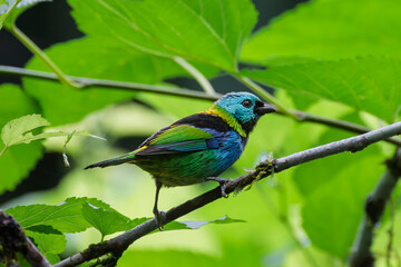 Fototapeta premium A colorful songbird perched on a tree branch in the rainforest.