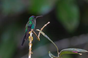 Fototapeta premium A small, colorful hummingbird sitting on a thin branch in the deep rainforest.