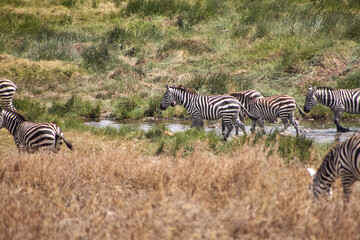 Zebras gehen durch das flache Wasser einer Wasserstelle in der Serengeti © Jane Be. The Picture