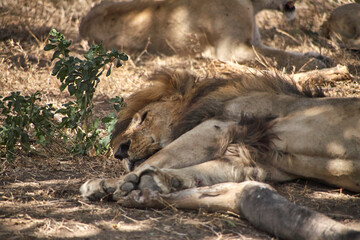 Ruhender Löwe mit geschlossenen Augen und sichtbaren Pfoten in der Serengeti © Jane Be. The Picture