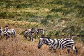 Zebras am Wasserloch mit unscharfem Tier im Vordergrund in der Serengeti © Jane Be. The Picture